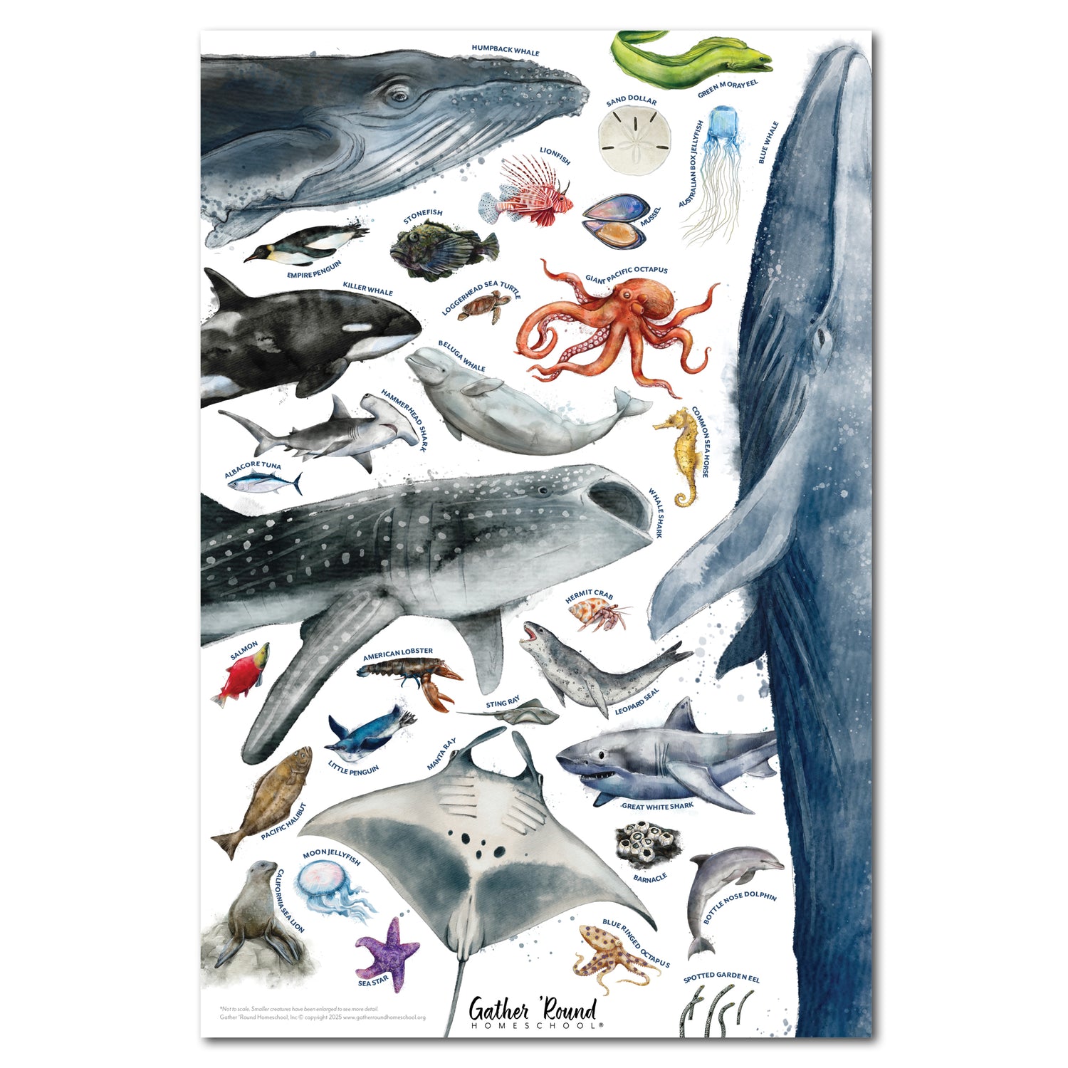 Ocean Life homeschool unit study print ocean animal poster