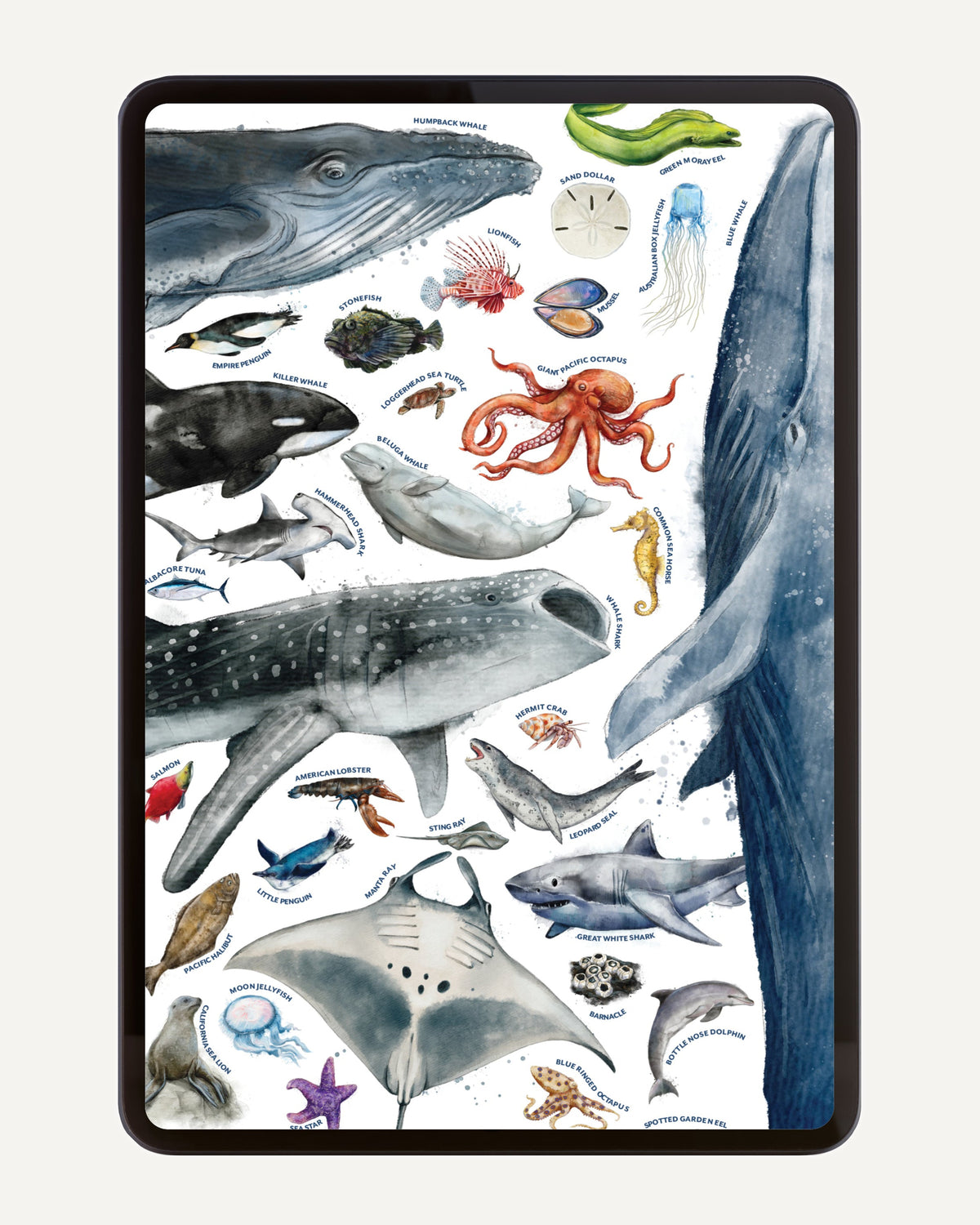 Ocean Life homeschool unit study print ocean life poster with ocean animals