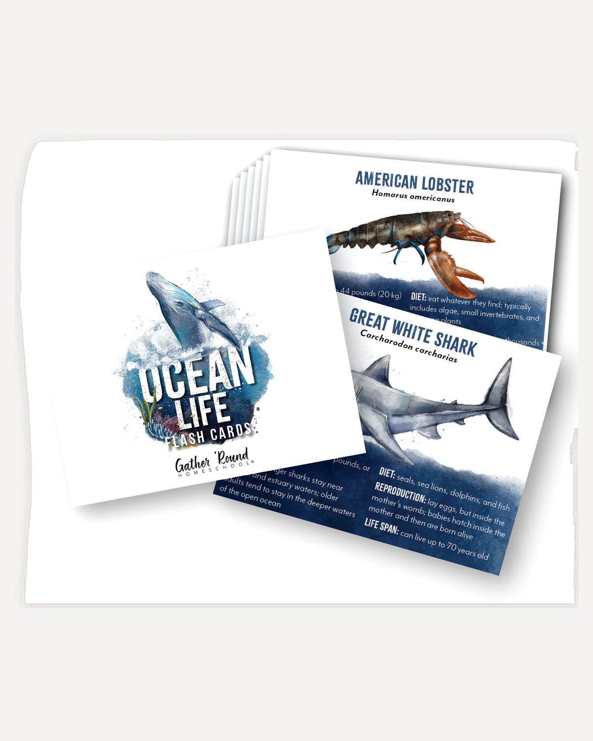 Ocean Life homeschool unit study print ocean flashcards