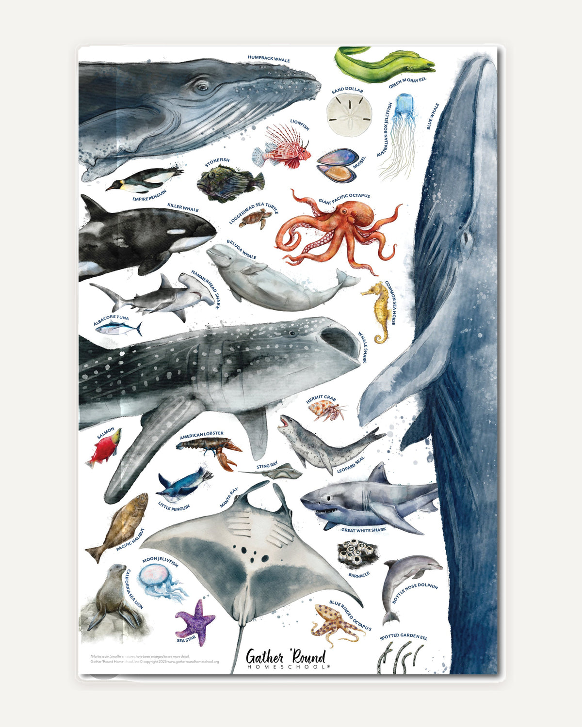Ocean Life homeschool unit study print ocean animal poster