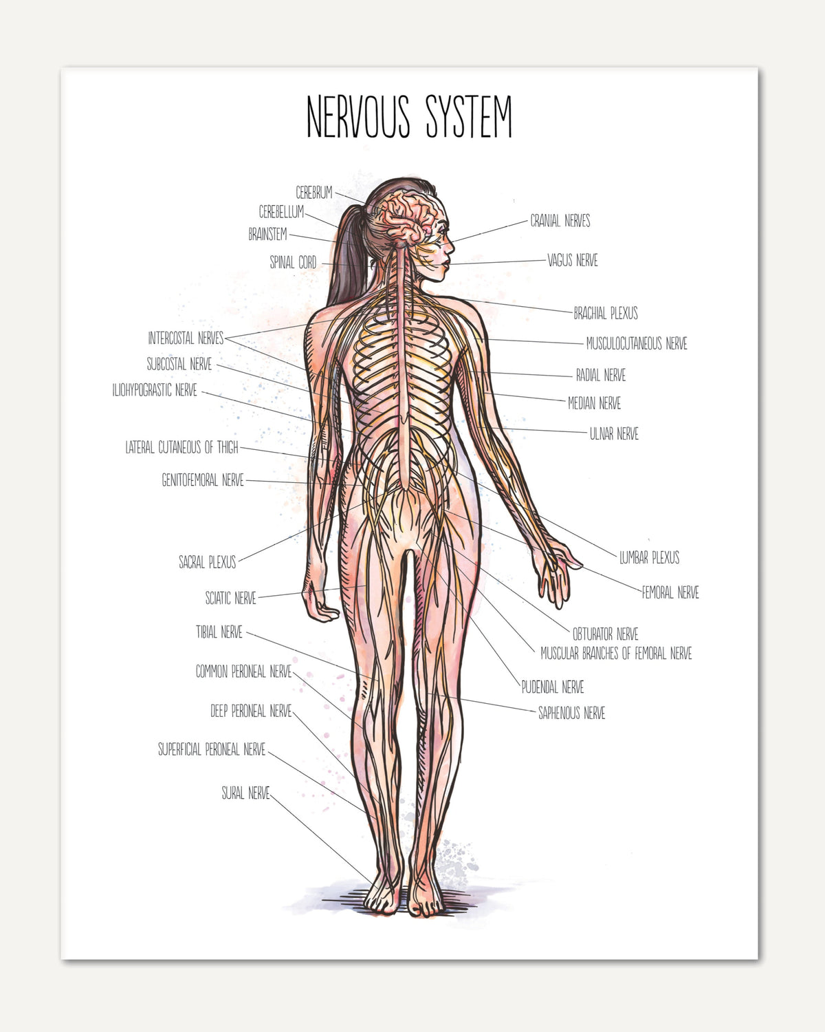 Human Body homeschool unit study printed posters nervous system