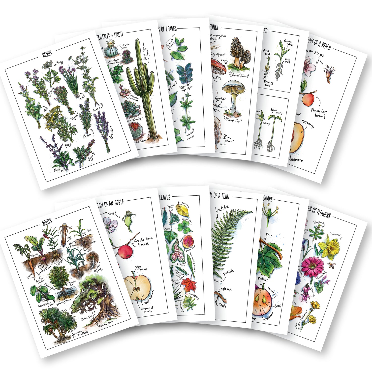 Botany Homeschool Unit Study Printed Watercolor Posters