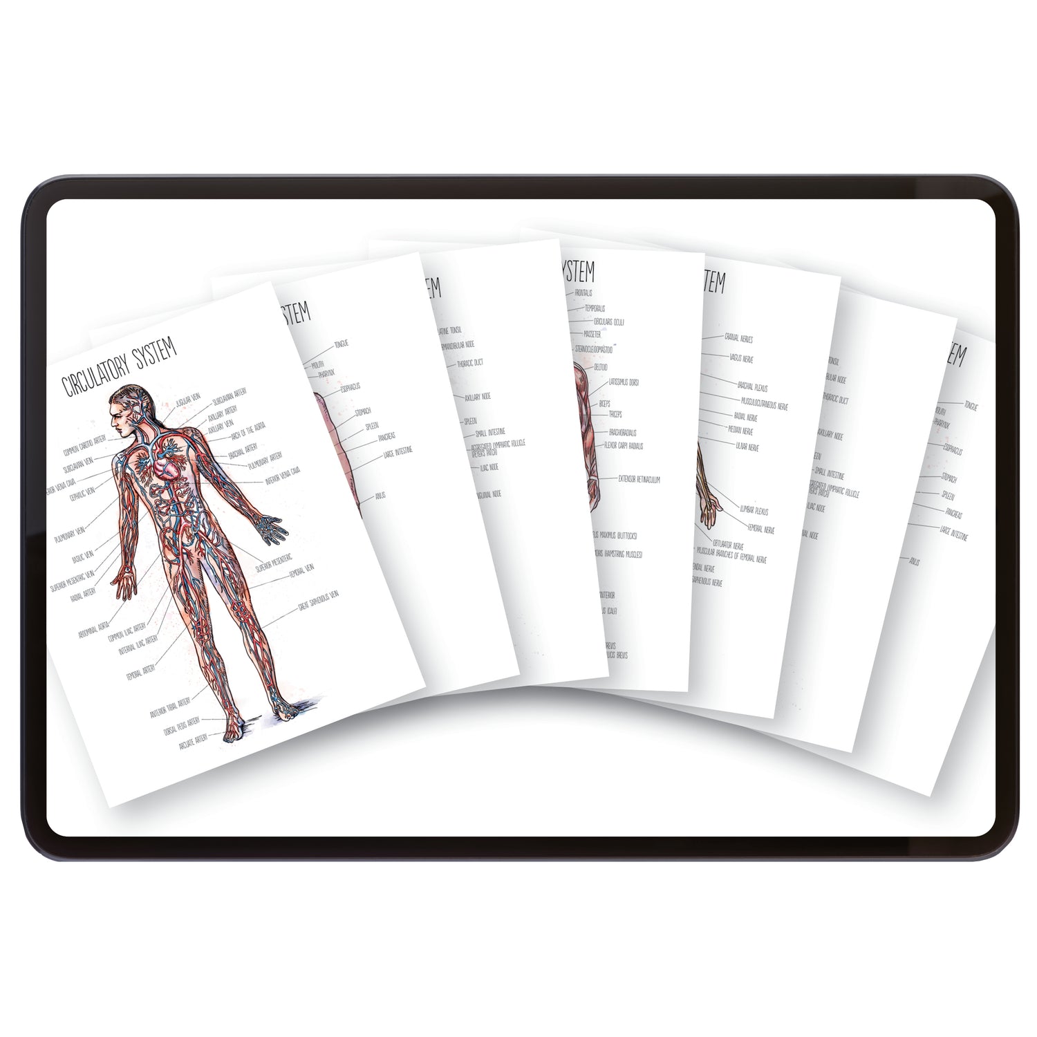 Human Body homeschool unit study digital posters