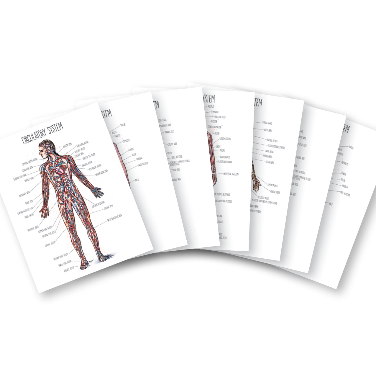 Human Body Watercolor Posters (Printed)