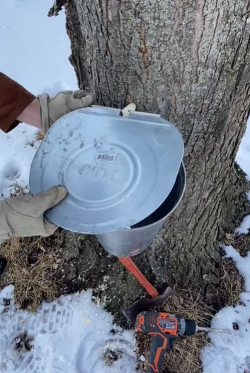 Botany Lesson 10: How to Make Maple Syrup