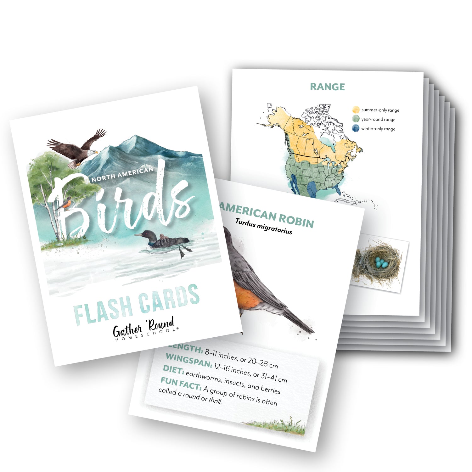 North American Birds Part 2 Flashcards (Printed)