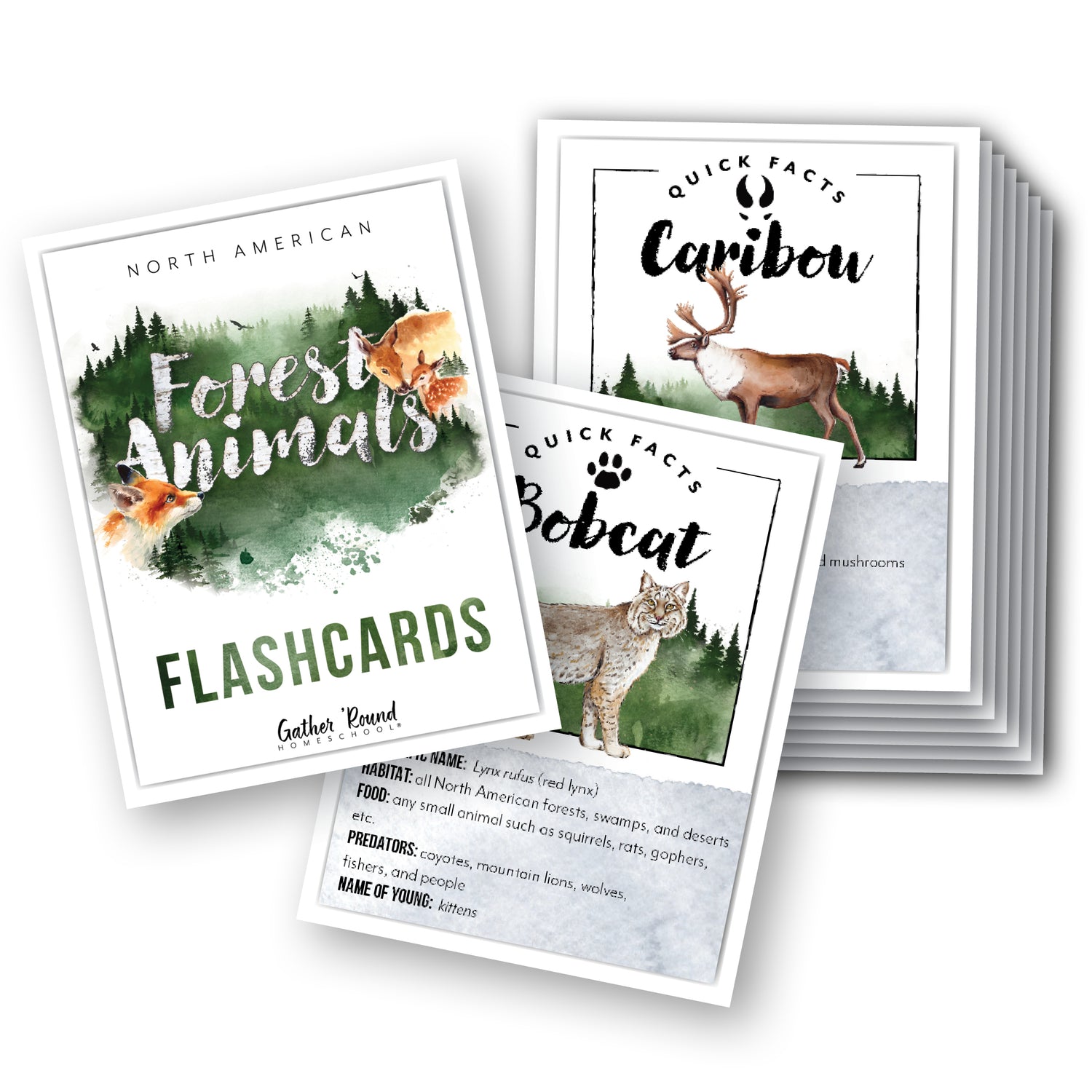 North American Forest Animals homeschool unit study print student flashcards on cardstock 