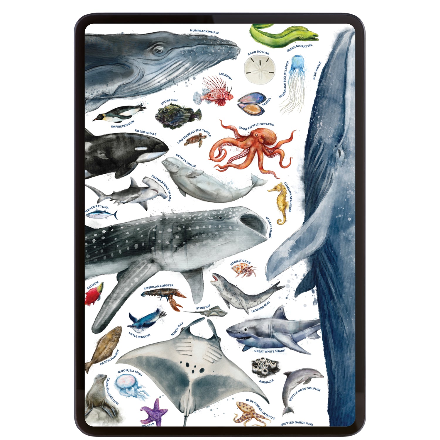 Ocean Life homeschool unit study print ocean life poster with ocean animals 