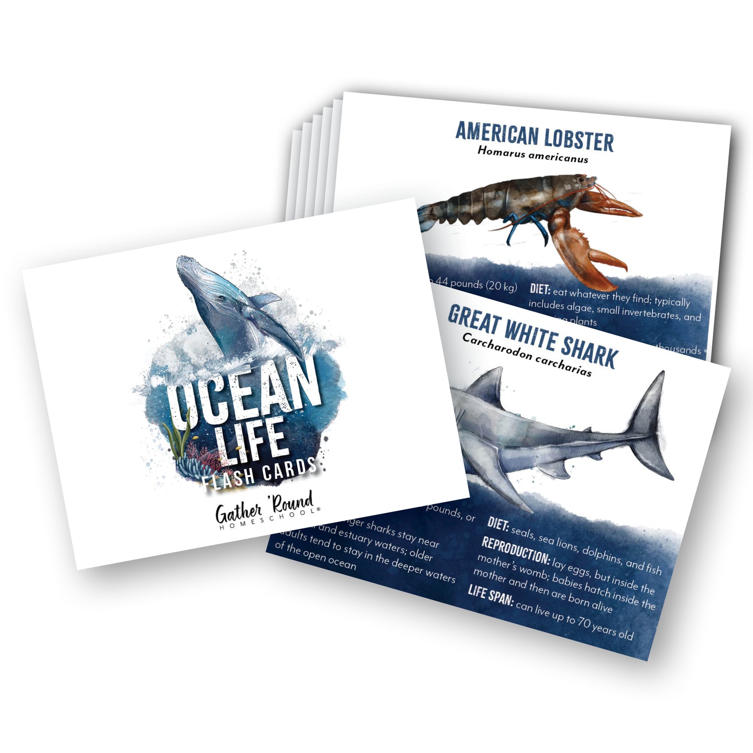 Ocean Life homeschool unit study print ocean flashcards