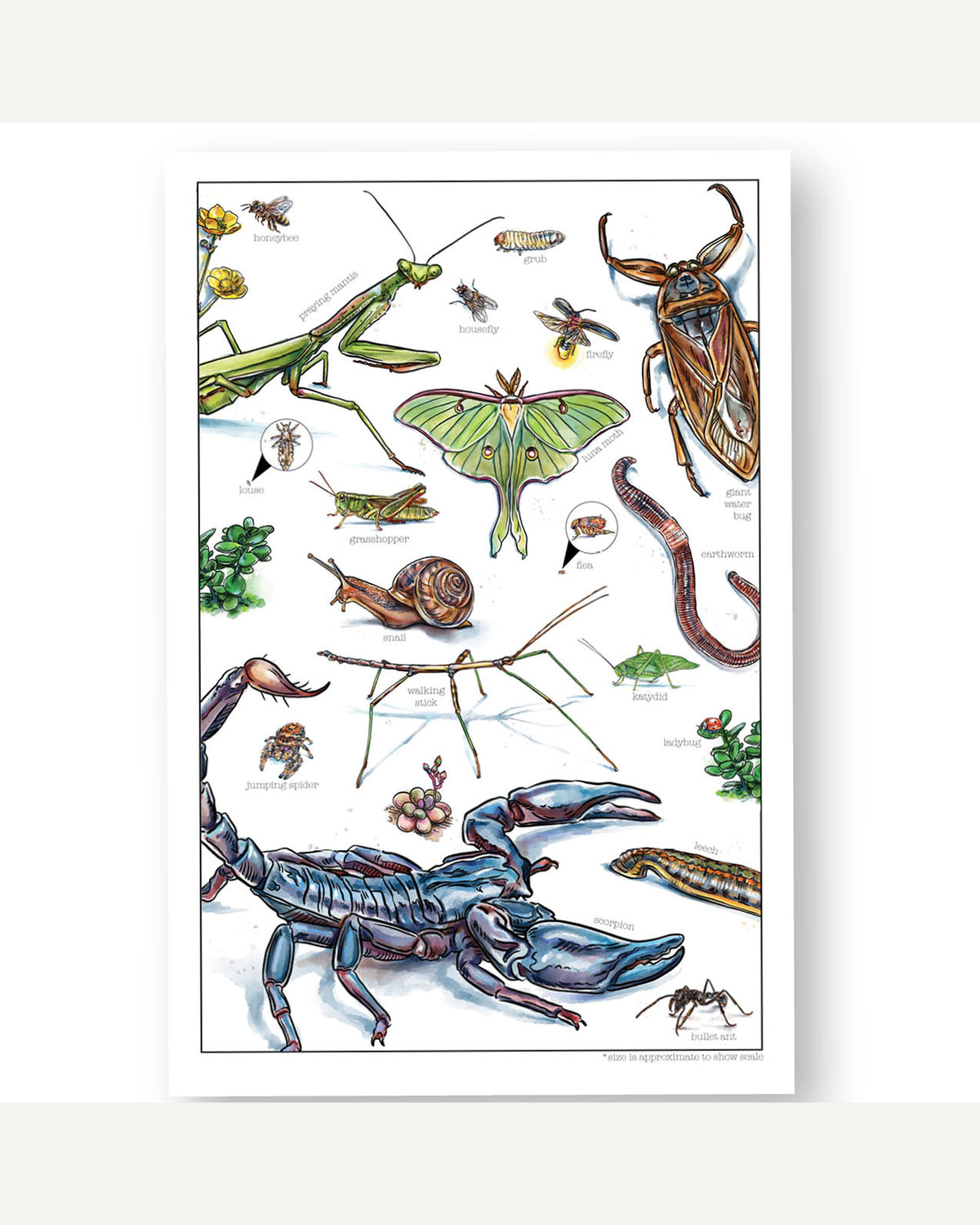 Creepy Crawlies Homeschool Unit Study Printed Watercolor Poster