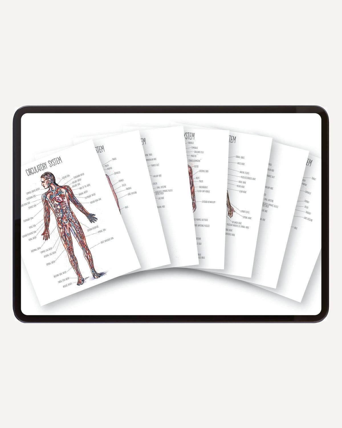 Human Body homeschool unit study digital posters