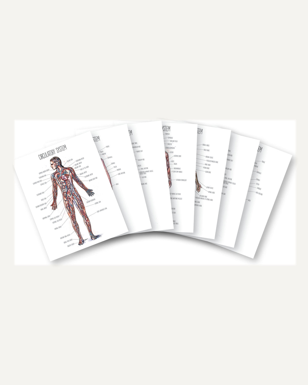 Human Body homeschool unit study printed posters