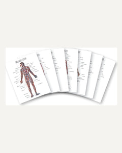 Human Body homeschool unit study printed posters