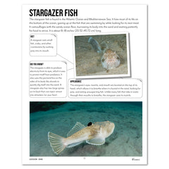 Oceans homeschool unit study print teacher's guide lesson one on stargazer fish 