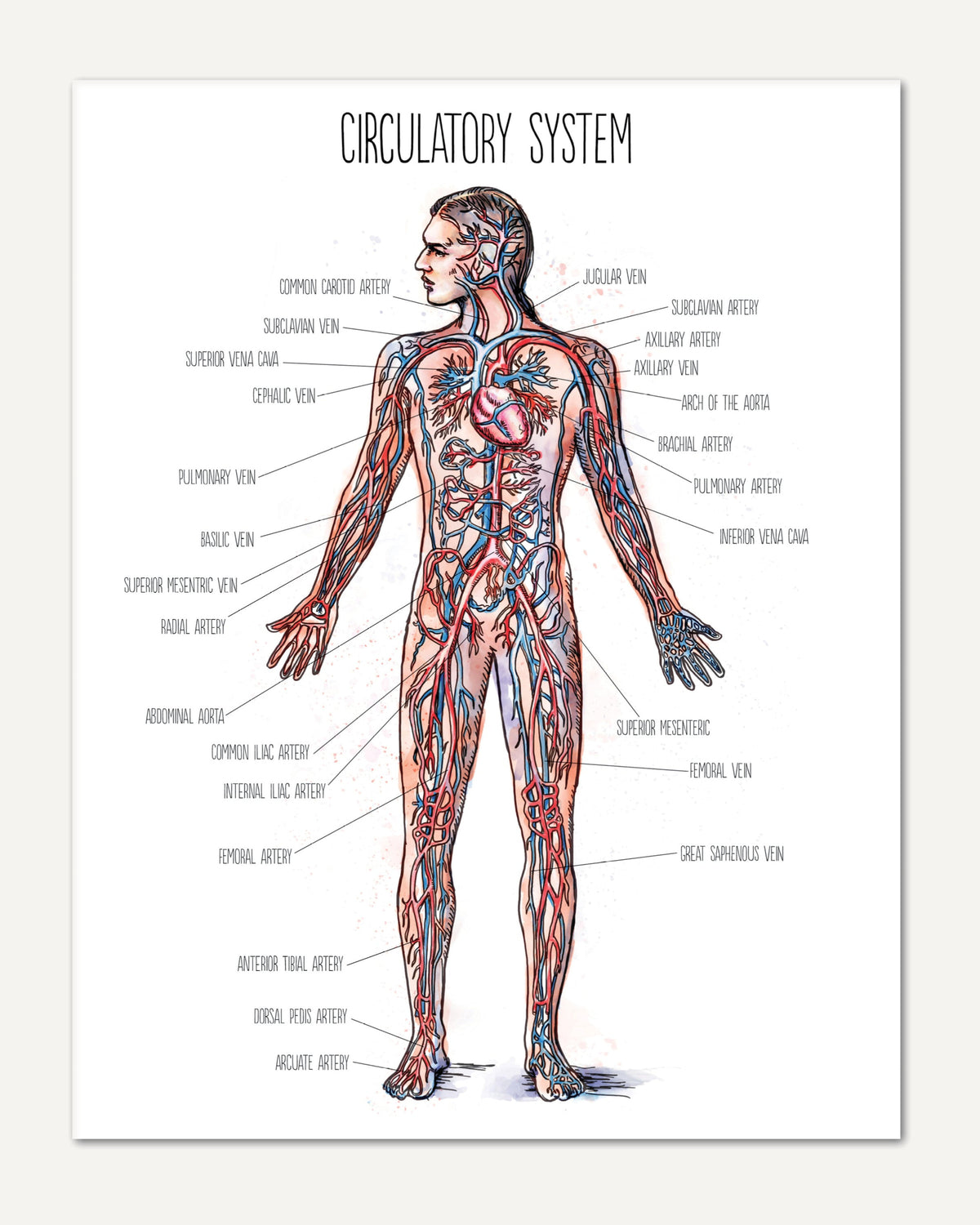 Human Body homeschool unit study printed posters circulatory system
