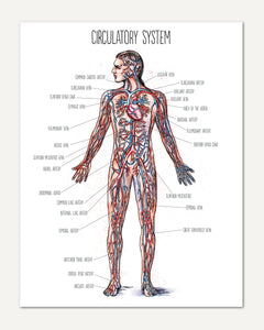 Human Body homeschool unit study printed posters circulatory system