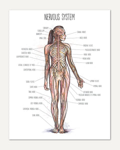 Human Body homeschool unit study printed posters nervous system