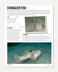 Oceans homeschool unit study digital teacher's guide  lesson one stargazer fish