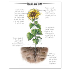 Botany Homeschool Unit Study Printed Botany Book Plant Anatomy