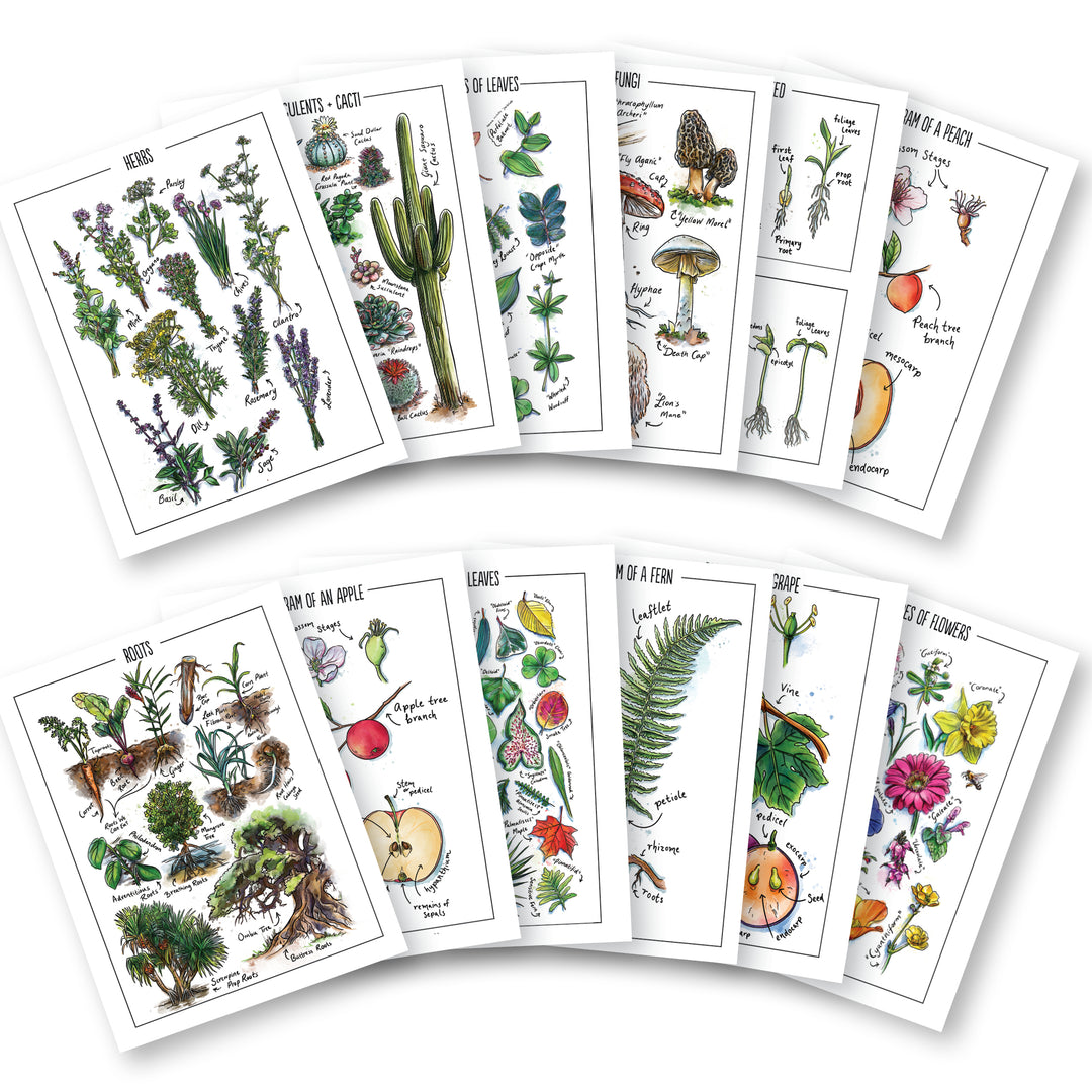 Botany Watercolor Posters (Printed) – Gather 'Round Homeschool USA
