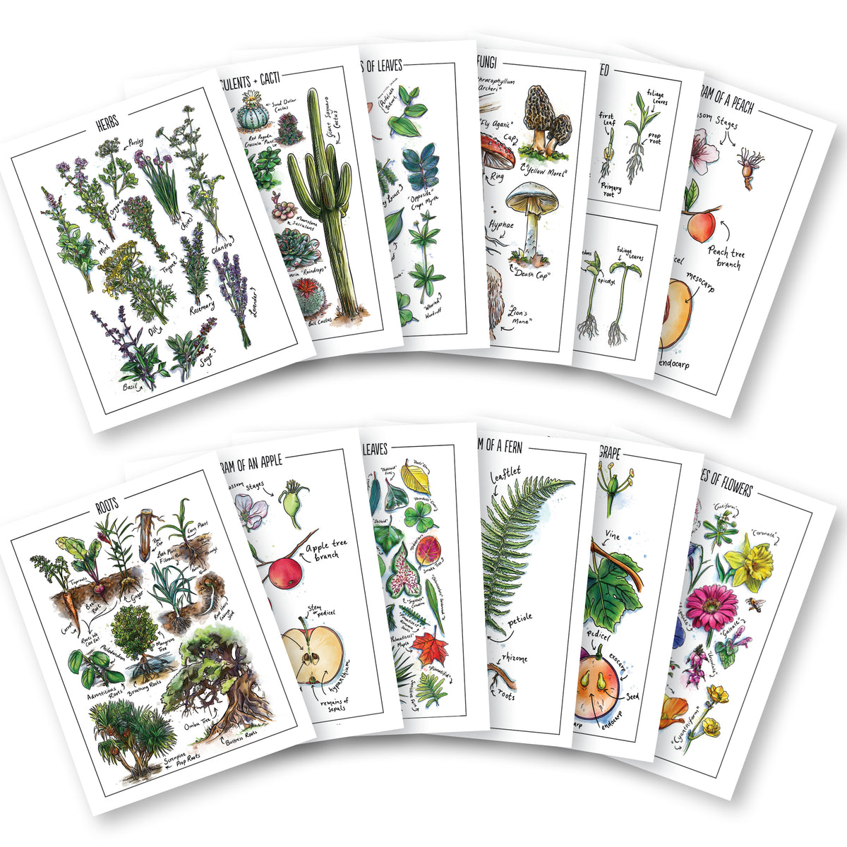 Botany Watercolor Posters (Printed) – Gather 'Round Homeschool USA