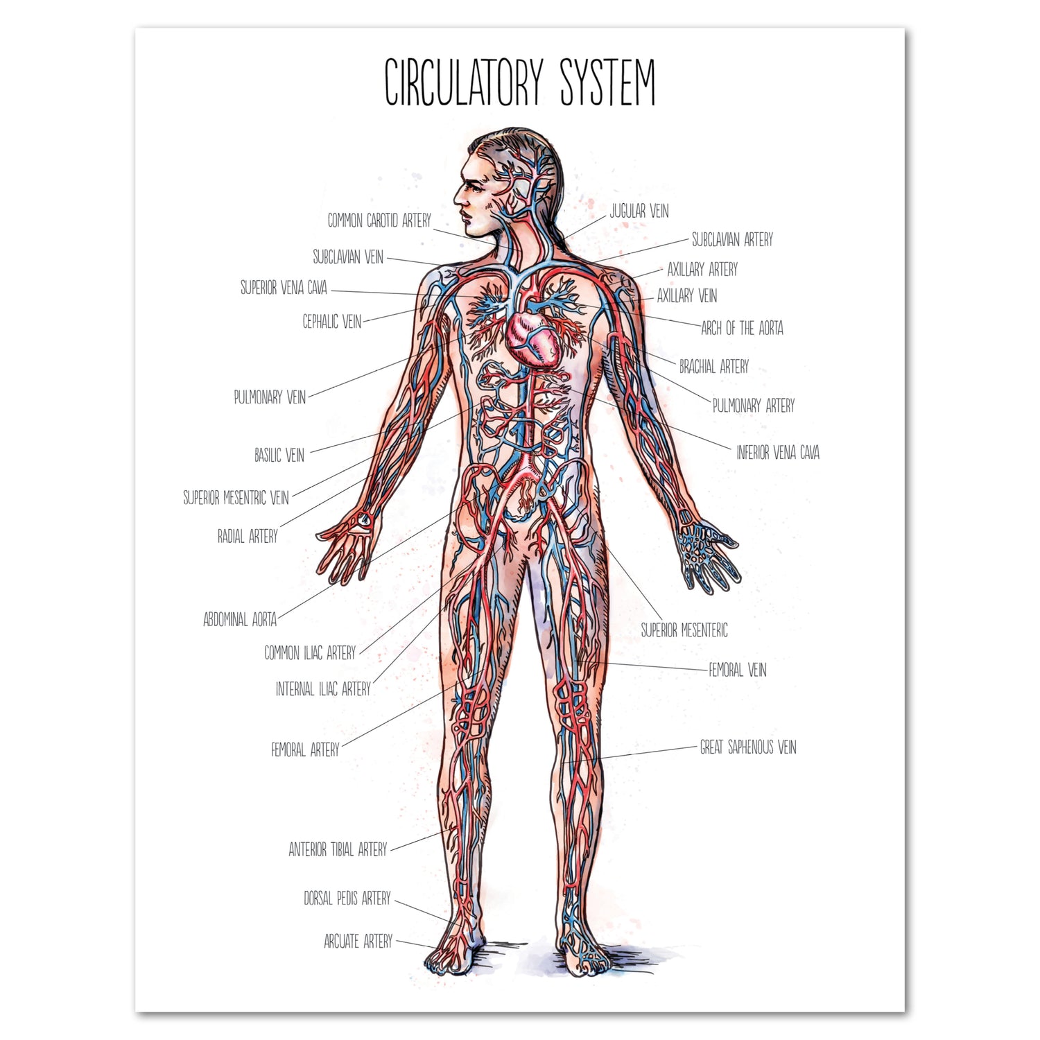 Human Body homeschool unit study printed posters circulatory system