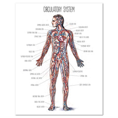 Human Body homeschool unit study printed posters circulatory system