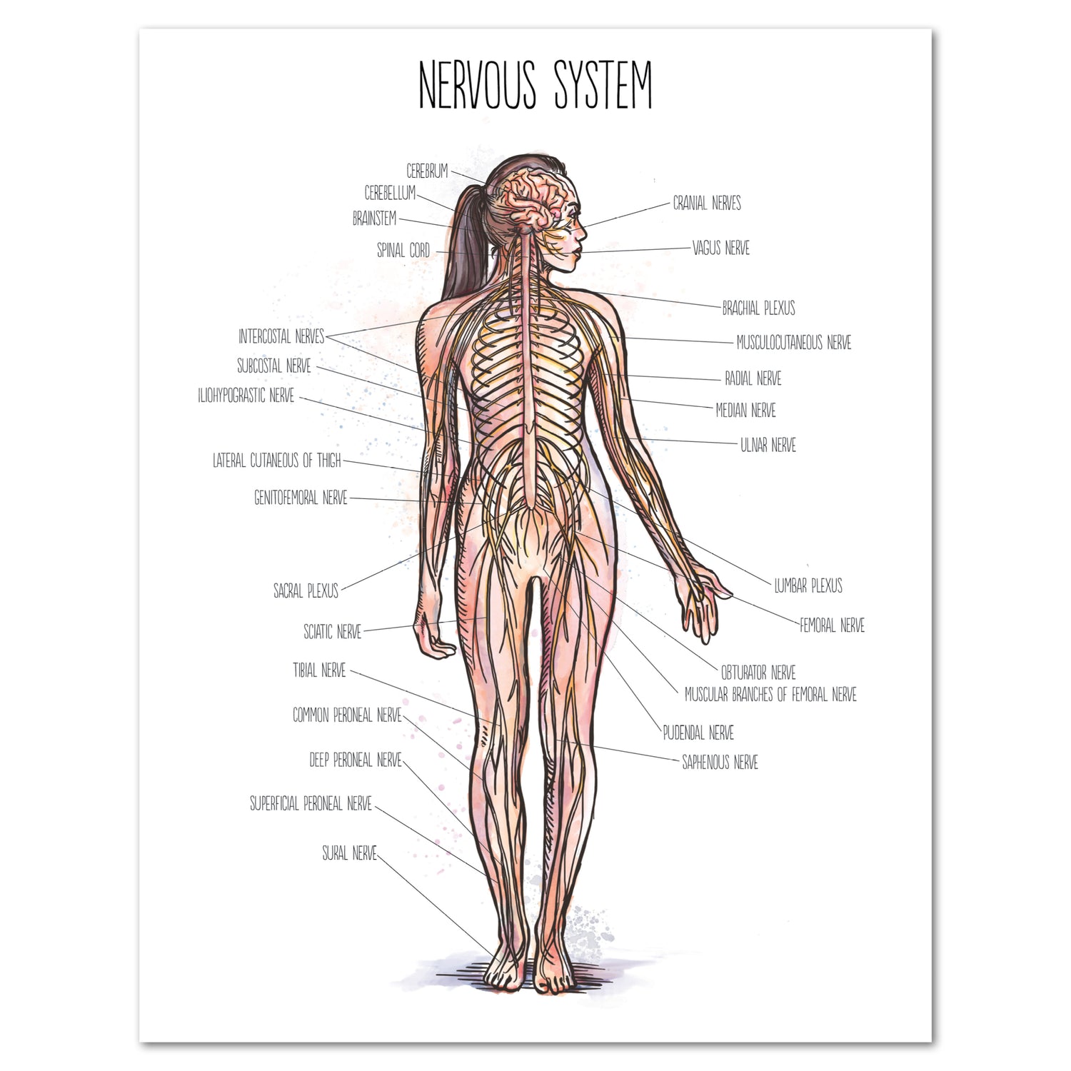 Human Body homeschool unit study printed posters nervous system