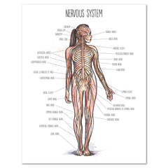 Human Body homeschool unit study printed posters nervous system