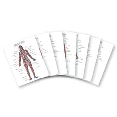 Human Body homeschool unit study printed posters