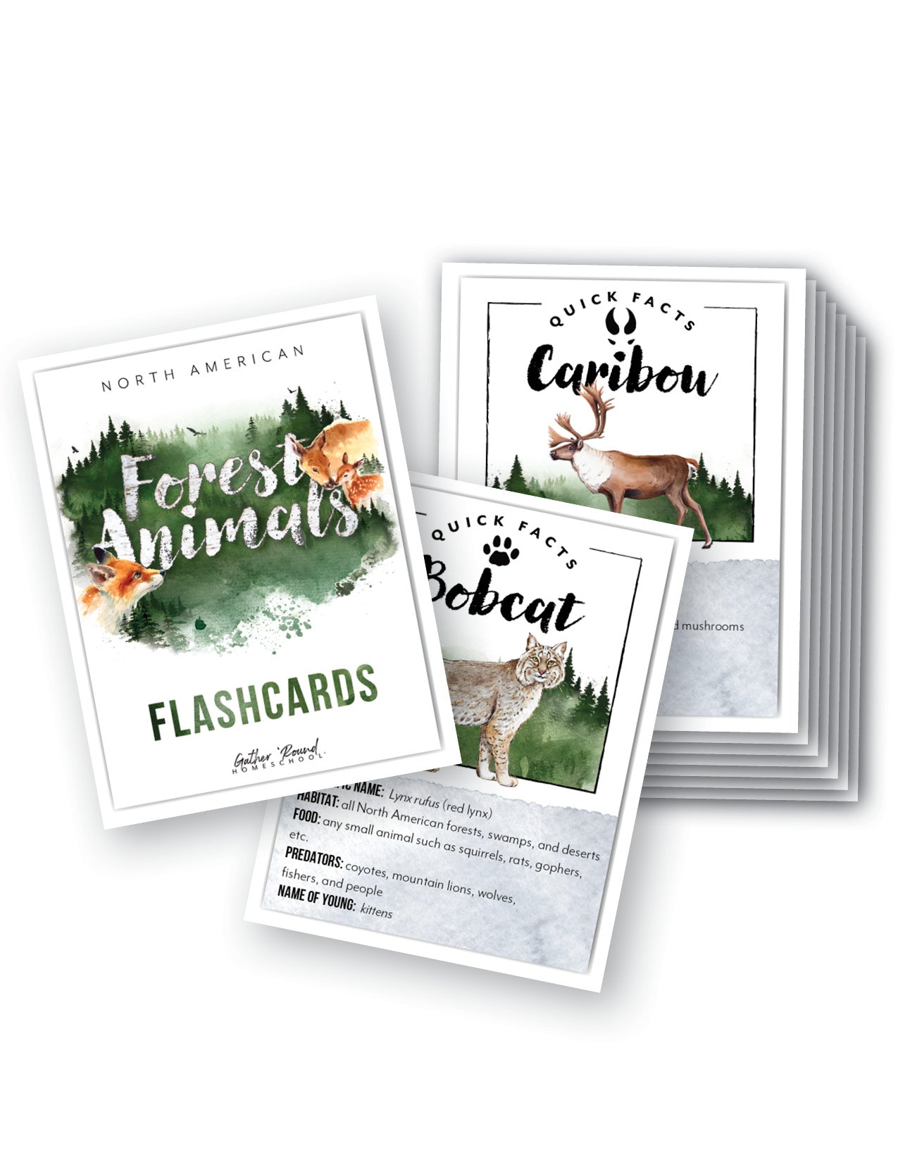 North American Forest Animals Flashcards (Printed)