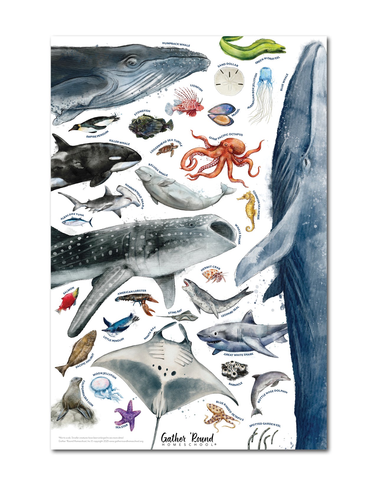 Ocean Life Poster (Printed)