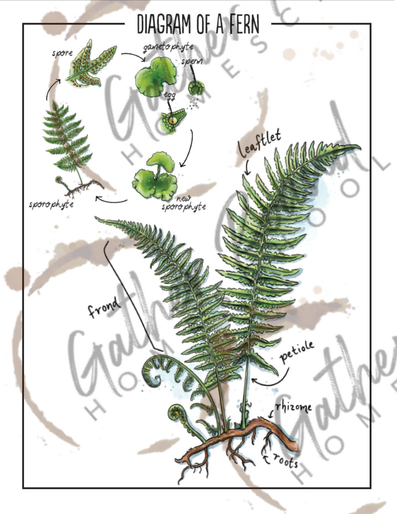 Botany Blueprint: Burdock – PRINT Magazine