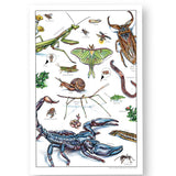 Creepy Crawlies Homeschool Unit Study Printed Watercolor Poster
