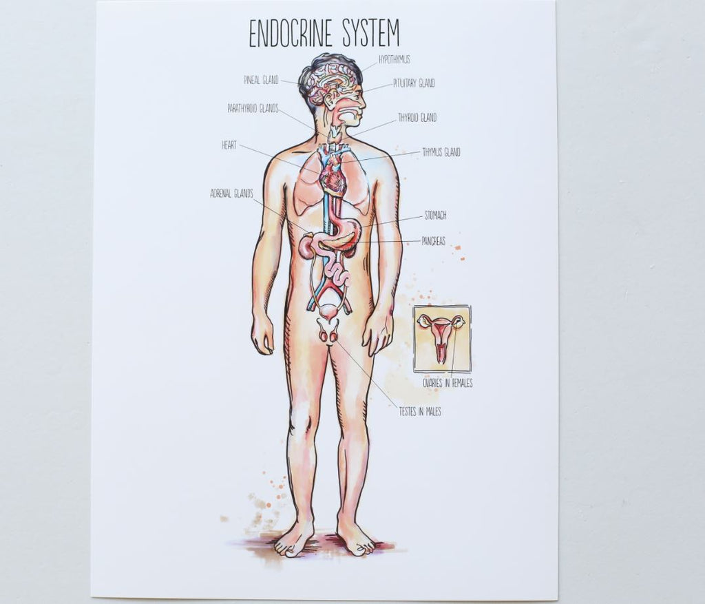 KnowledgeWorks - Drawing Overview of endocrine glands - English labels |  AnatomyTOOL