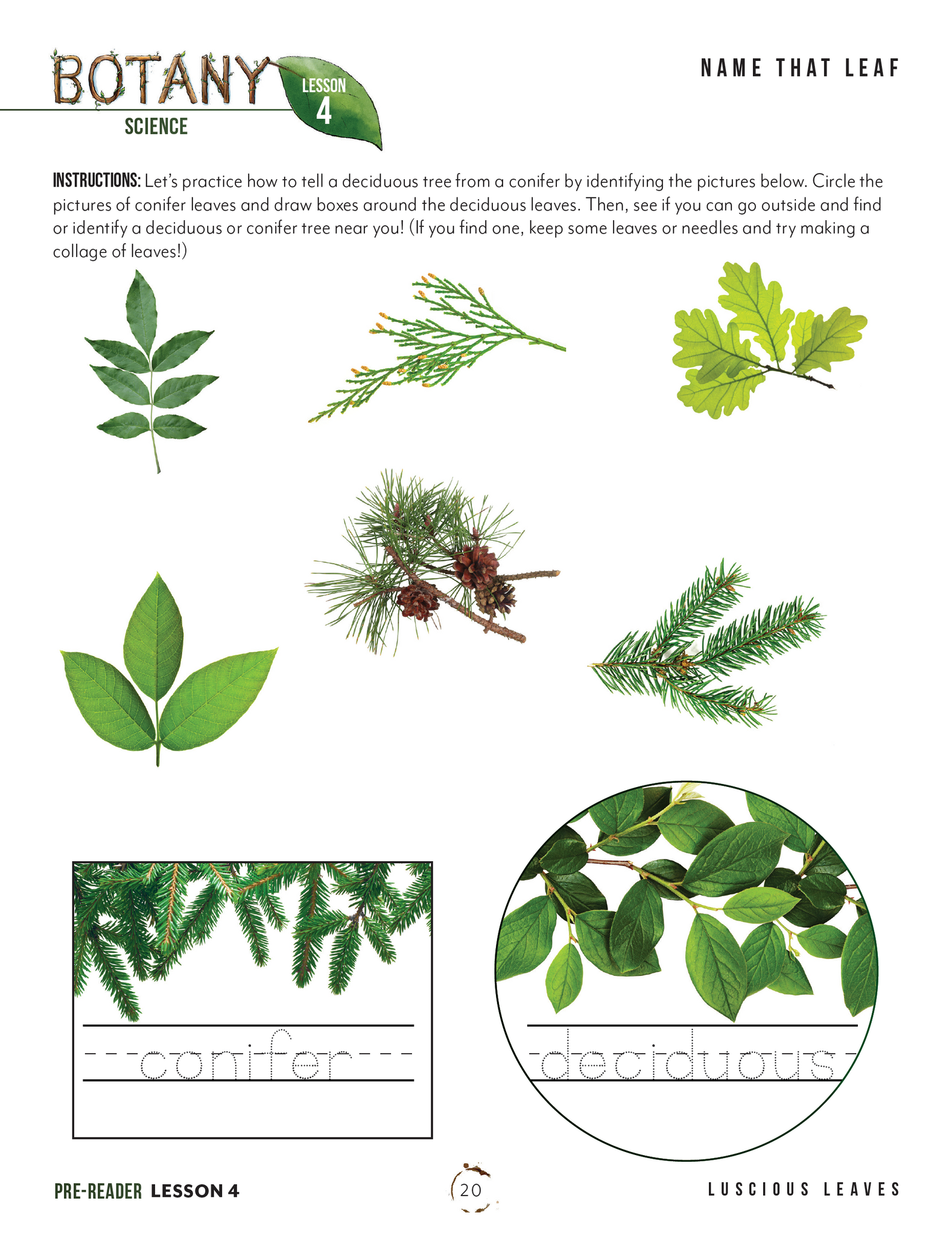 Botany Printed Books – Gather 'Round Homeschool USA